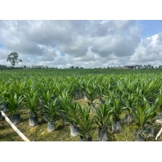 Bibit Kelapa Sawit D x P Simalungun & Sriwijaya-Lamandau, Kalteng 